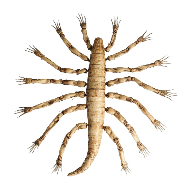 Arm-Leg Centipede Vinyl Car Decal Sticker – Waterproof & UV-Resistant 8"