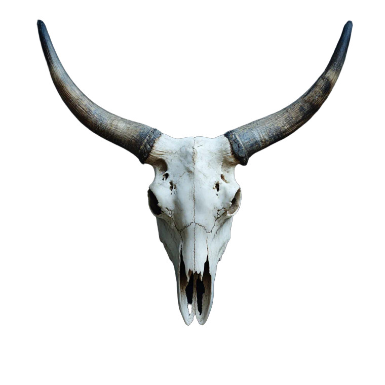 Cow Skull V2 Vinyl Car Decal Sticker – Waterproof & UV-Resistant 8"