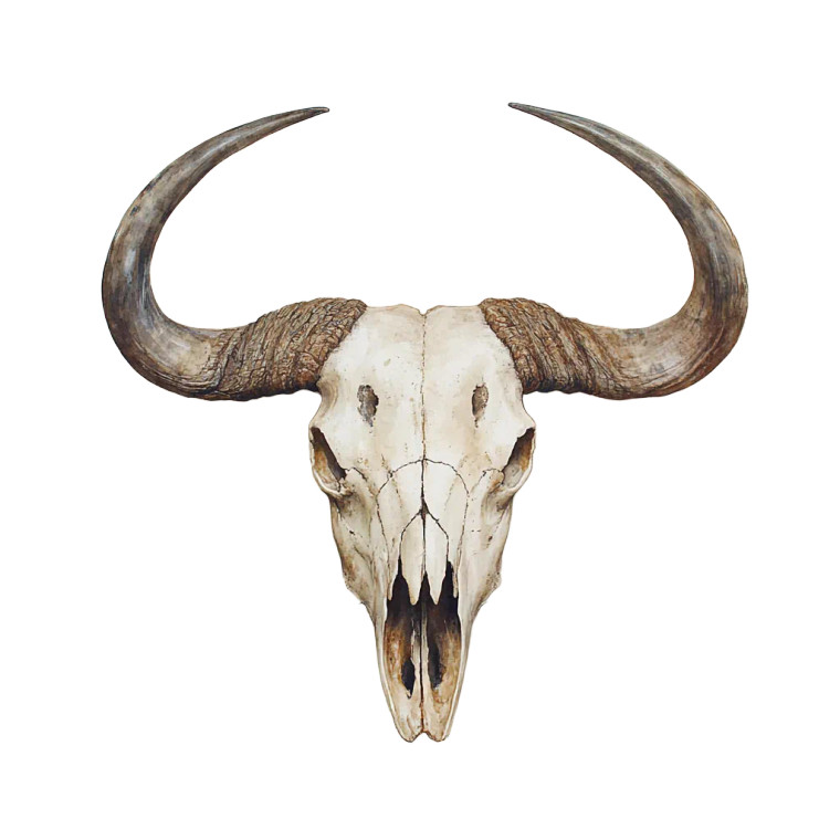 African Buffalo Skull V2 Vinyl Car Decal Sticker – Waterproof & UV-Resistant 8"