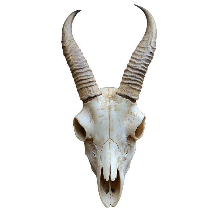 Antelope Skull Vinyl Car Decal Sticker – Waterproof & UV-Resistant 8"
