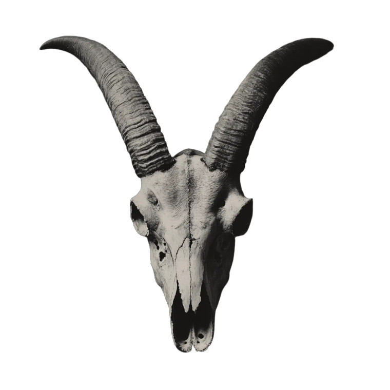 Macabre Goat Skull Vinyl Car Decal Sticker – Waterproof & UV-Resistant 8"