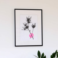 Framed pink smoketree flower screen print by Jacky Al-Samarraie