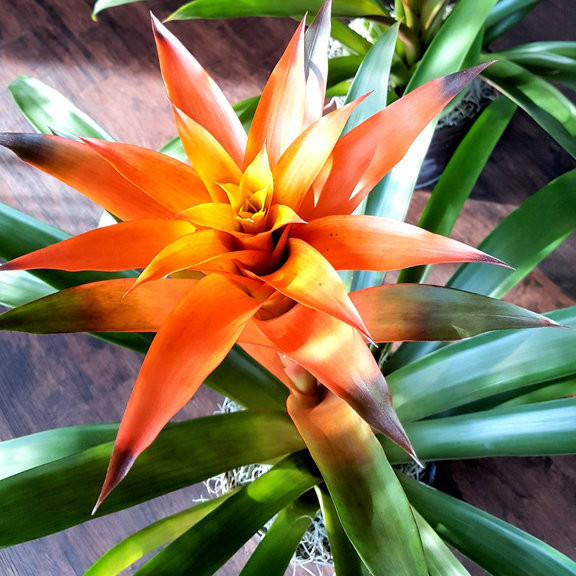 Plant Delivery Midwood Flower Shop Charlotte Florist Delivery