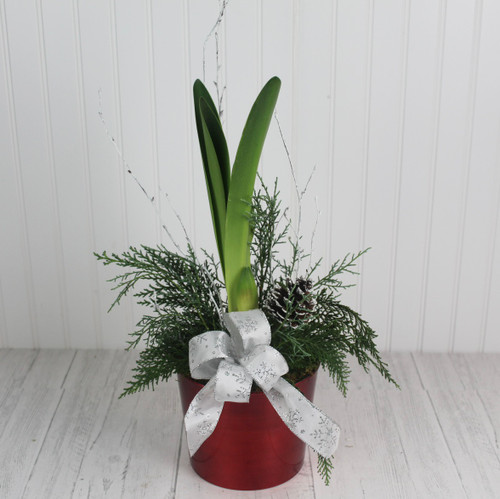 Holiday Amaryllis