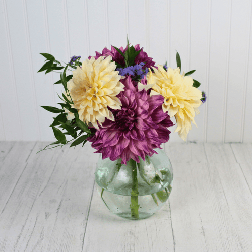 Just Dahlias Just Dahlias