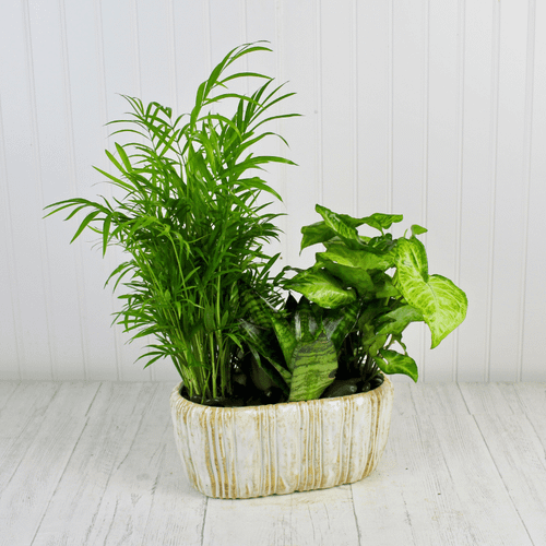 House Plant Haven indoor garden arrangement featuring lush green foliage plants in a oval ceramic planter.