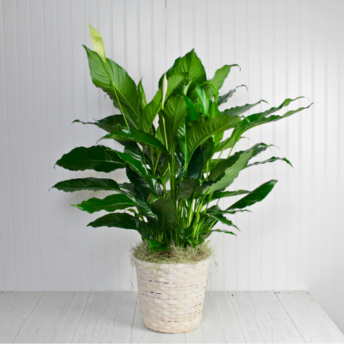 Large Peace Lily Plant - 8"