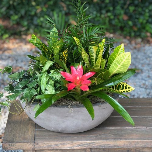 Plant Delivery Charlotte, NC Midwood Flower Shop