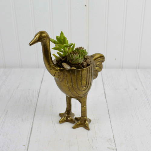 Golden Ostrich