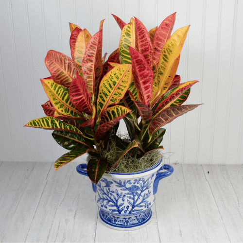 Chic Croton