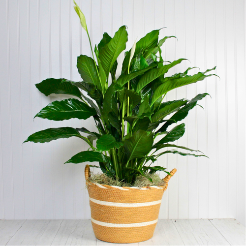 Large Peace Lily Plant - 8"