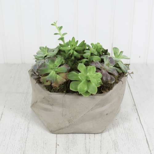 Concrete Succulents 