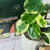The Beginner Planter