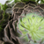 Evergrey Succulents