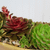 Saged Succulents