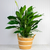 Large Peace Lily Plant - 8"