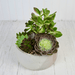 Evergrey Succulents