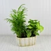 House Plant Haven indoor garden arrangement featuring lush green foliage plants in a oval ceramic planter.