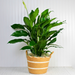 Large Peace Lily Plant - 8"