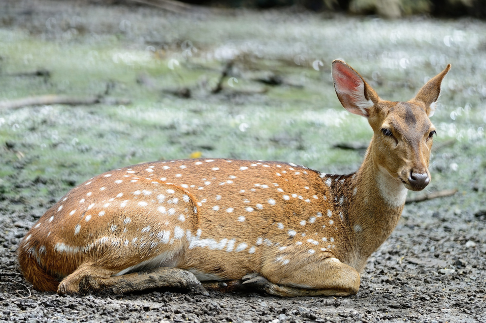 Cardiac Arrest in Axis Deer During Capture and Chemical Immobilization