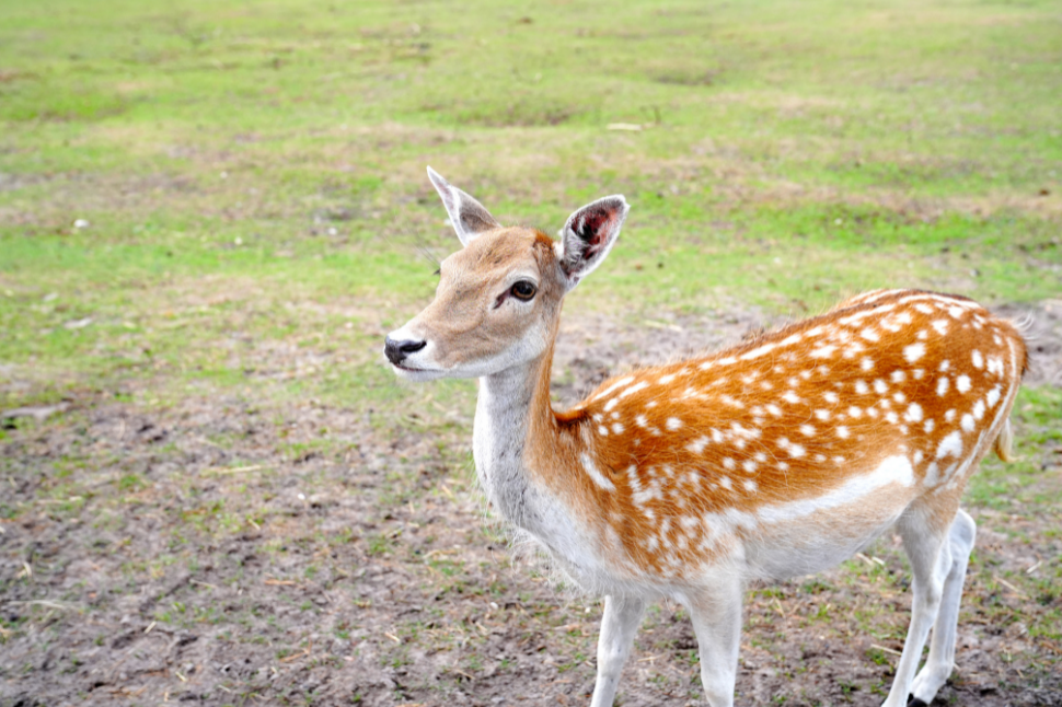 Shock In Axis Deer During Capture And Chemical Immobilization NexGen