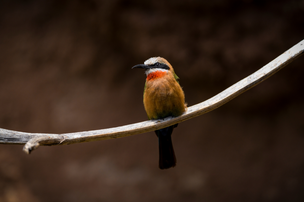 What is CaptureRecapture Sampling? NexGen Pharmaceuticals