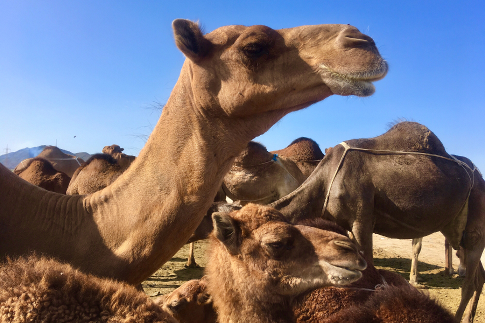 Bloat in Camels During Capture and Chemical Immobilization NexGen