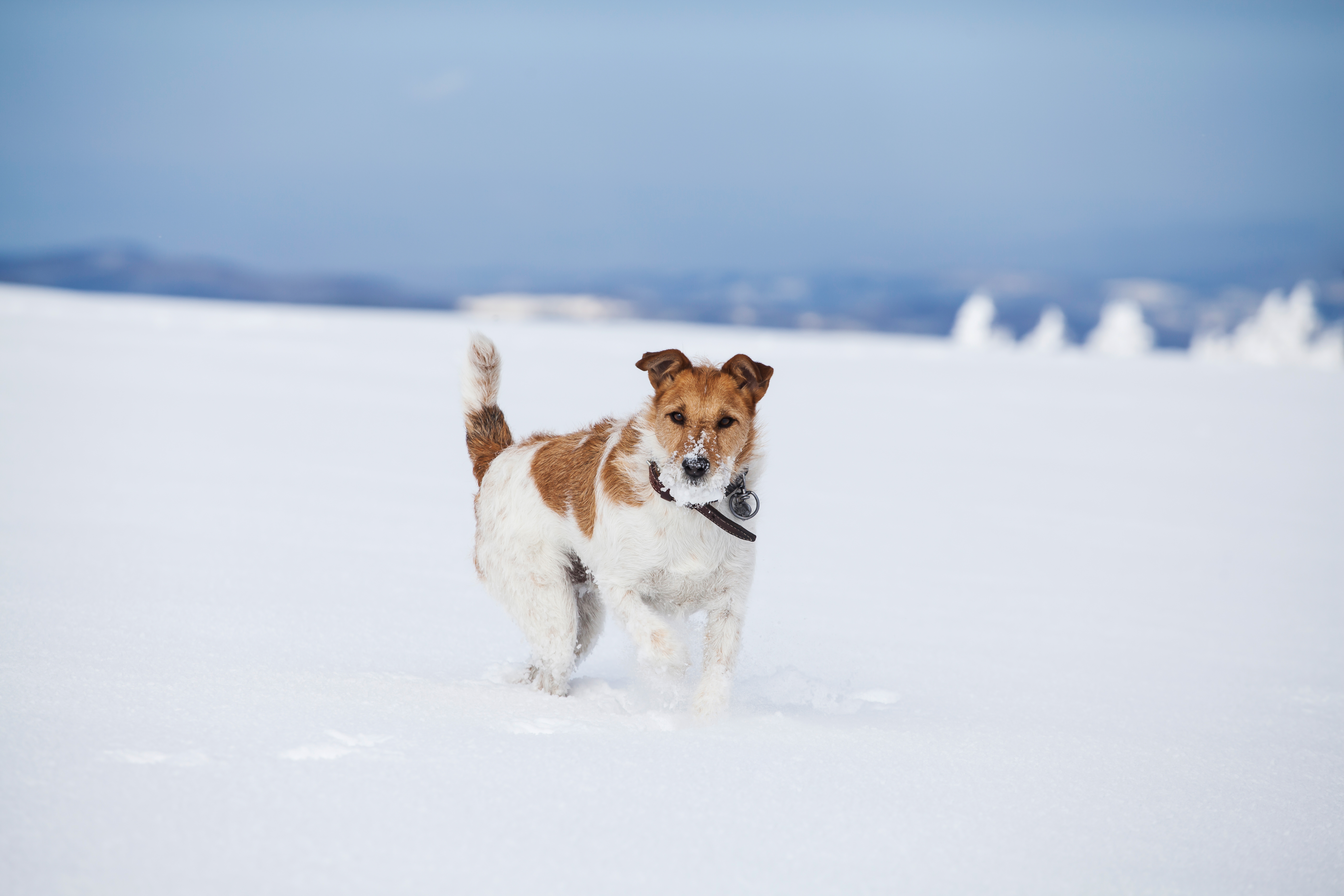 Butorphanol for Dogs - NexGen Pharmaceuticals