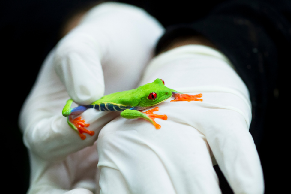 Animal Handling Courses NexGen Pharmaceuticals