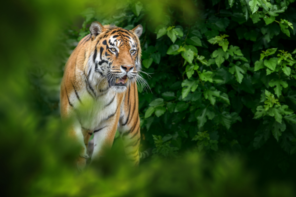 tiger vomits on course