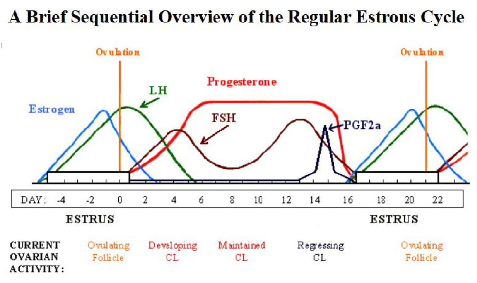 crypto estrus