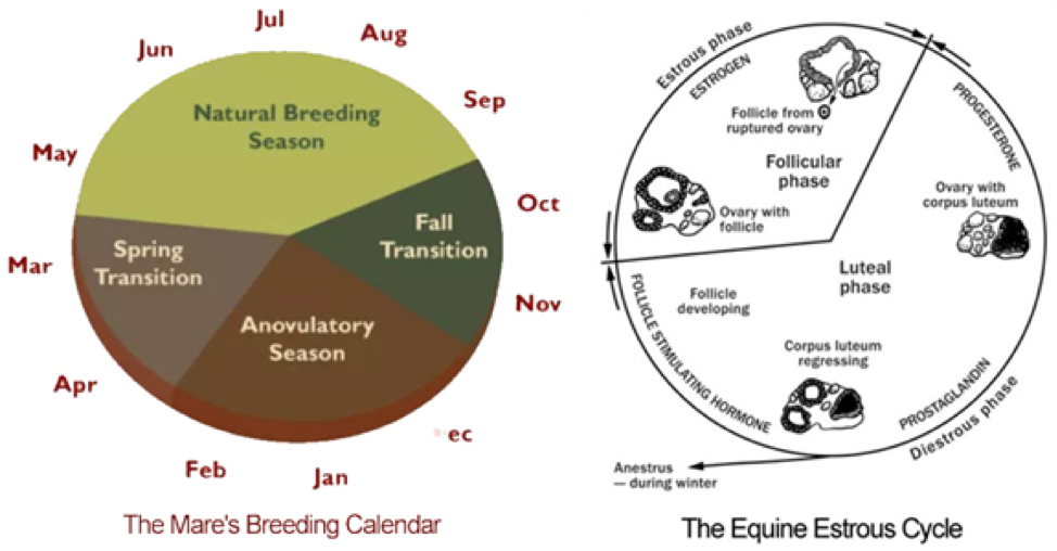 Mare Heat Cycle Chart