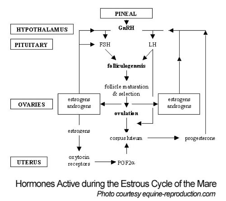 Understanding the Mare's Heat Cycle Chart NexGen Pharmaceuticals