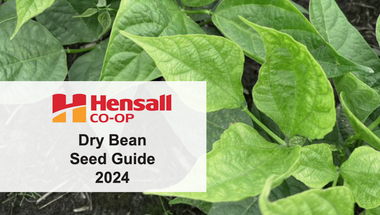 Dry Bean Geed Guide