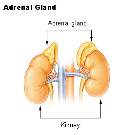 adrenal-gland.jpe