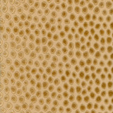 Cheetah Velvet Champagne 62821 by Schumacher Designer Fabric CLASSIC WOVENS COTTON 51% SILK 49% INDIA WYZENBEEK 6,000 </p><p>Repeat: Horizontal: 6 5/8" (17CM) and Vertical: 4 1/2" (11CM) 54 - Swanky Fabrics -