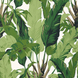 Travelers Palm Green T10127 by Thibaut Wallpaper Thibaut Wallpaper Travelers Palm Green T10127Wallpaper Tropics Non Woven Wallpaper UNITED KINGDOM </p><p>Repeat: V: 40 27 - Fabric Carolina - Travelers Palm Green T10127 by Thibaut Wallpaper Thibaut Wallpaper Travelers Palm Green T10127Wallpaper Tropics Non Woven Wallpaper UNITED KINGDOM </p><p>Repeat: V: 40 27 - Fabric Carolina -