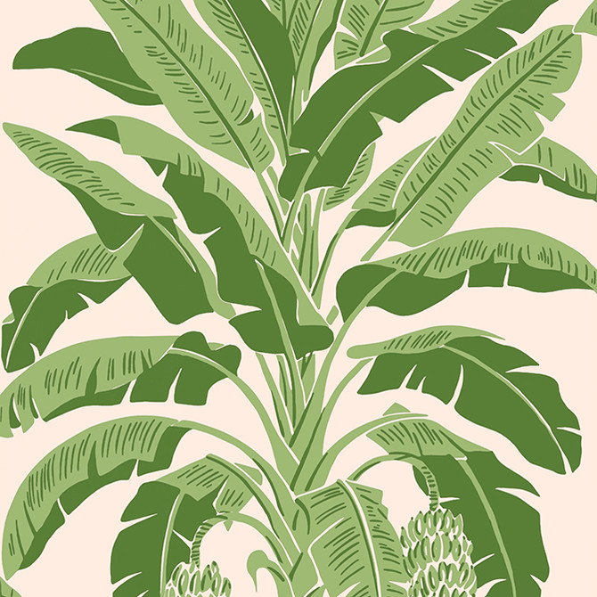 Banana Tree Pink and Green T13917 by Thibaut Wallpaper Thibaut Wallpaper Banana Tree Pink and Green T13917Wallpaper Palm Grove Wallpaper U.S.A. </p><p>Repeat: V: 36 27 - Fabric Carolina -