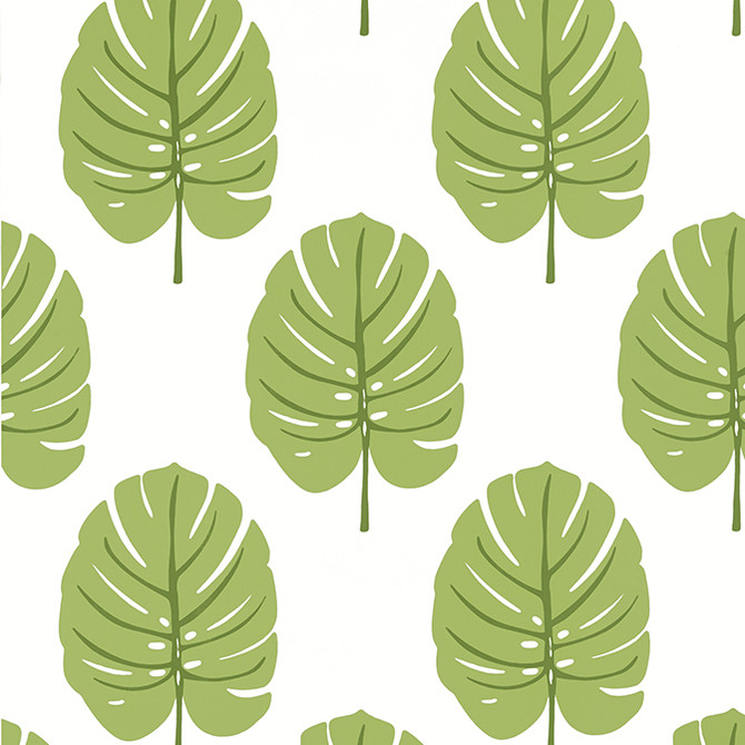 Monstera Apple Green T13955 by Thibaut Wallpaper Thibaut Wallpaper Monstera Apple Green T13955Wallpaper Palm Grove Wallpaper U.S.A. </p><p>Repeat: V: 18 27 - Fabric Carolina -