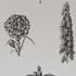Guayana Negro by Gaston Y Daniela Designer Wallcovering PAPER - 100% Spain Horizontal: and Vertical: 20.8 - Swanky Fabrics -