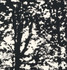 Woodland Black 176213 by Schumacher Designer Fabric Good Vibrations LINEN 55% COTTON 45% UNITED STATES OF AMERICA WYZENBEEK 15,000 </p><p>Repeat: Horizontal: 27" (69CM) and Vertical: 36" (91CM) 54 - Swanky Fabrics -