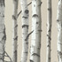 Irvin Grey Birch Tree Wallpaper by Brewster Designer Bath Bath Bath IV Covers about 56.4 square feet 20.5-in by 33-ft long roll Unpasted 21 - Swanky Fabrics -