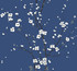 Monterey Cobalt Floral Branch Wallpaper by A-Street Prints Designer Newport Covers about 60.8 square feet 27-in by 27-ft long roll Unpasted 25.2 - Swanky Fabrics -