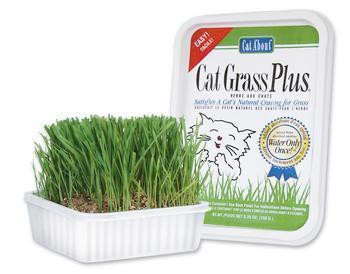 Gimborn Cat Grass 150gm Tub-94945