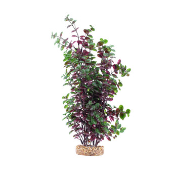 Fluval Red Bacopa Plant 14in 080605117280