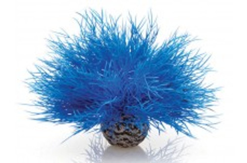biOrb Aquatic Sea Lily Blue {L+b}227245 822728005385