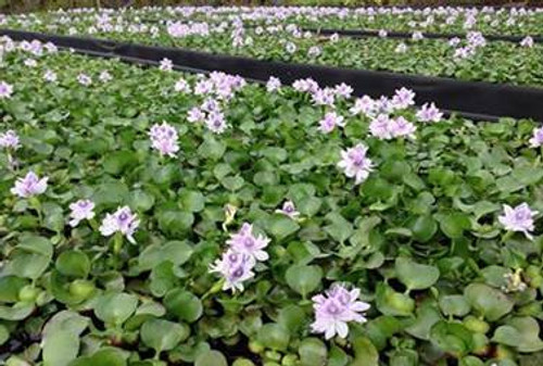 Live Aquarium Plants | Dwarf Water Hyacinth Eichhornia Crassipes Save 3+ SD-2 Shiping Mon-wed } 1388