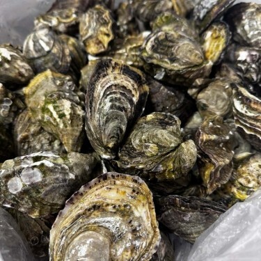 Fresh Oysters