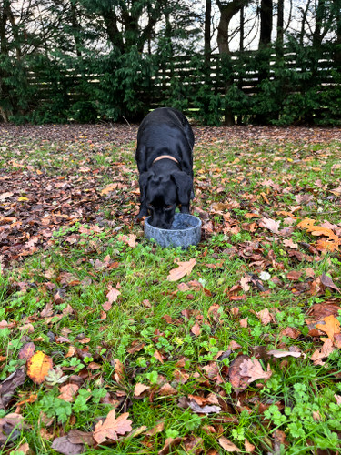 Plain Marble Dog/Pet Bowl