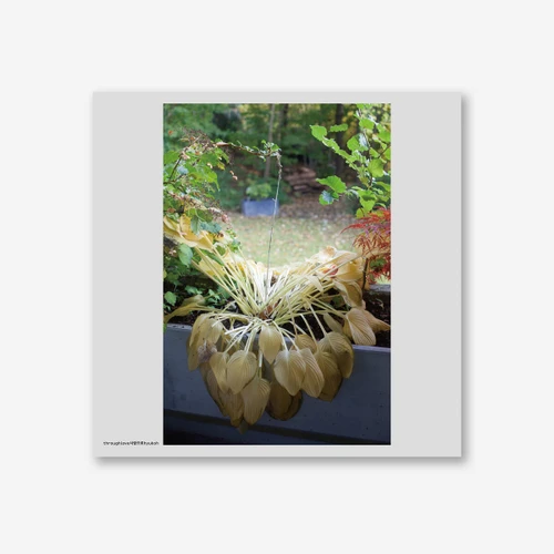 HYUKOH 2nd Studio Album [Through Love] (White Color LP)